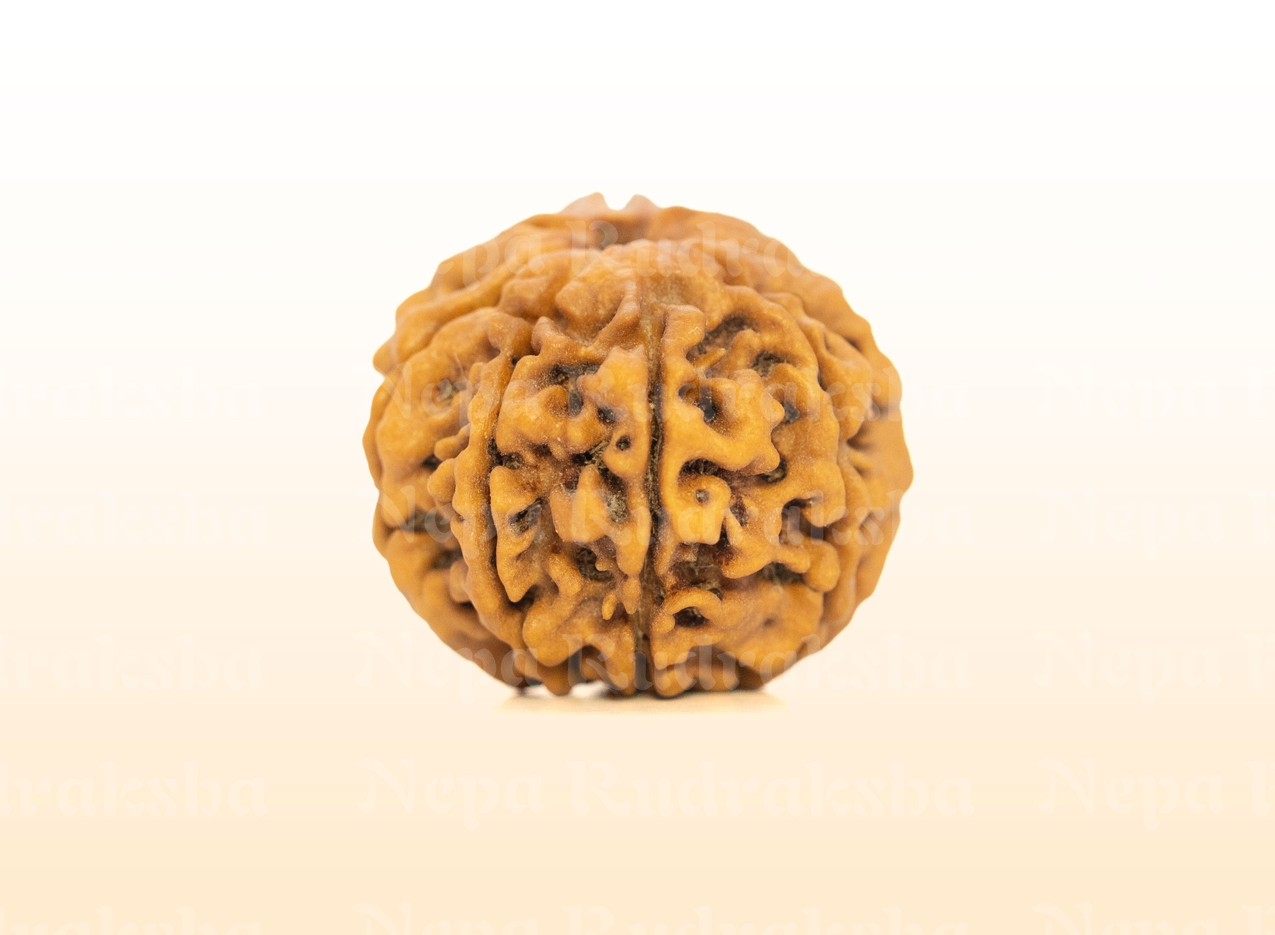 8 Mukhi (Regular) Rudraksha