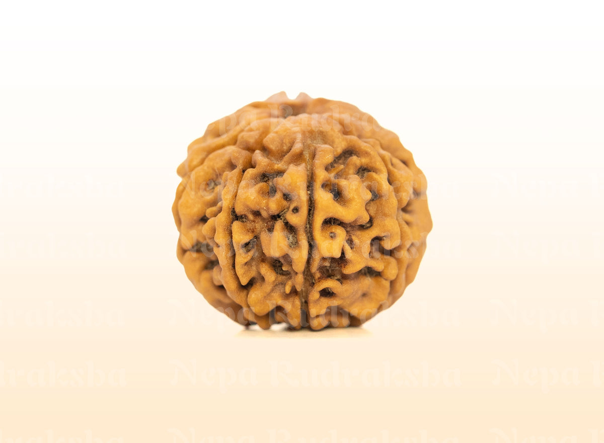 8 Mukhi (Regular) Rudraksha