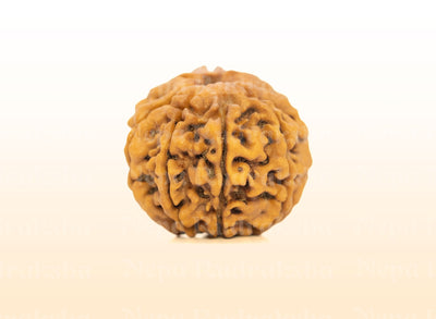 8 Mukhi (Regular) Rudraksha