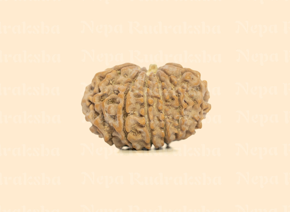 12 Mukhi (Regular)