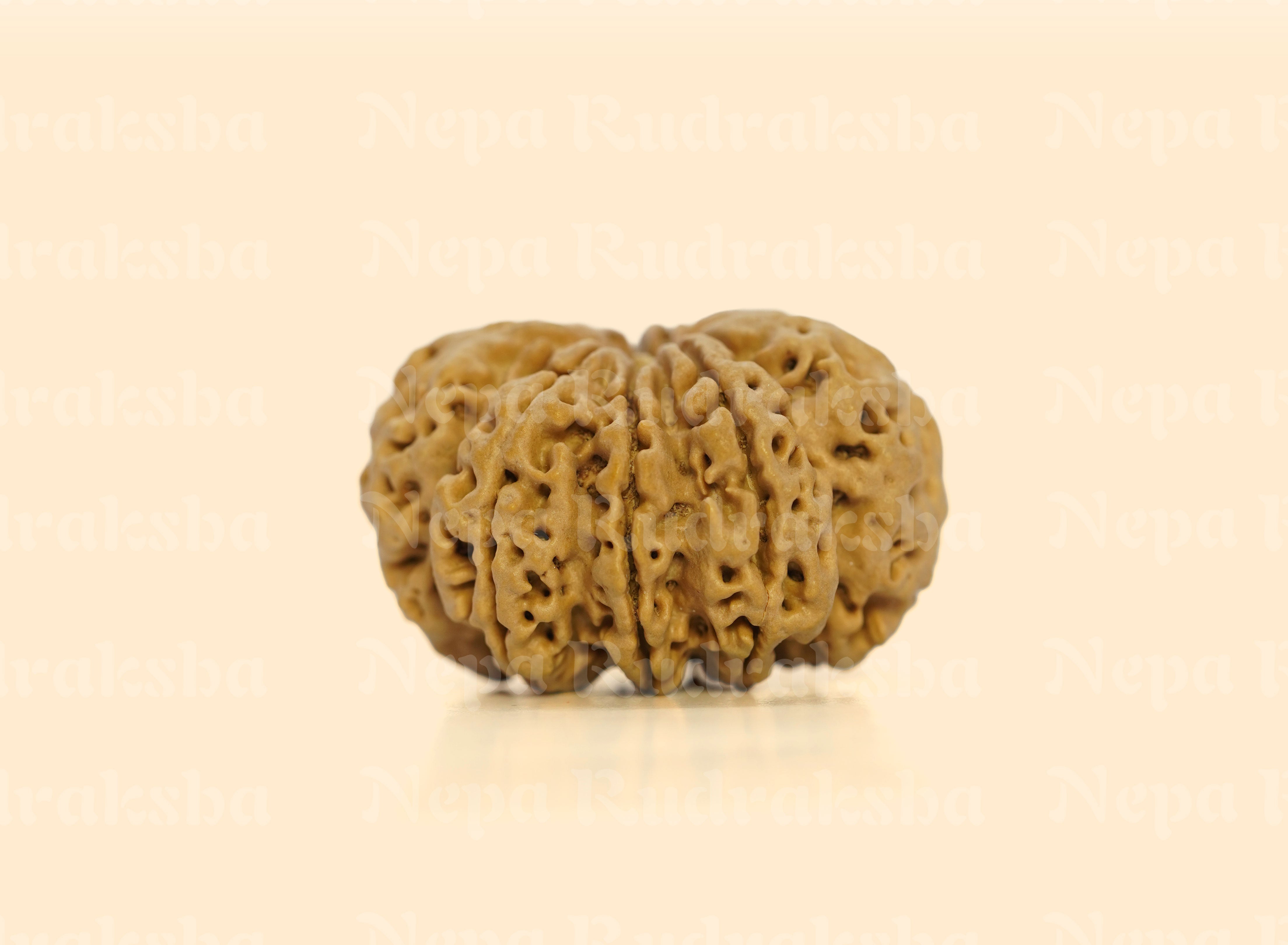 9 Mukhi (Super Collector) Rudraksha