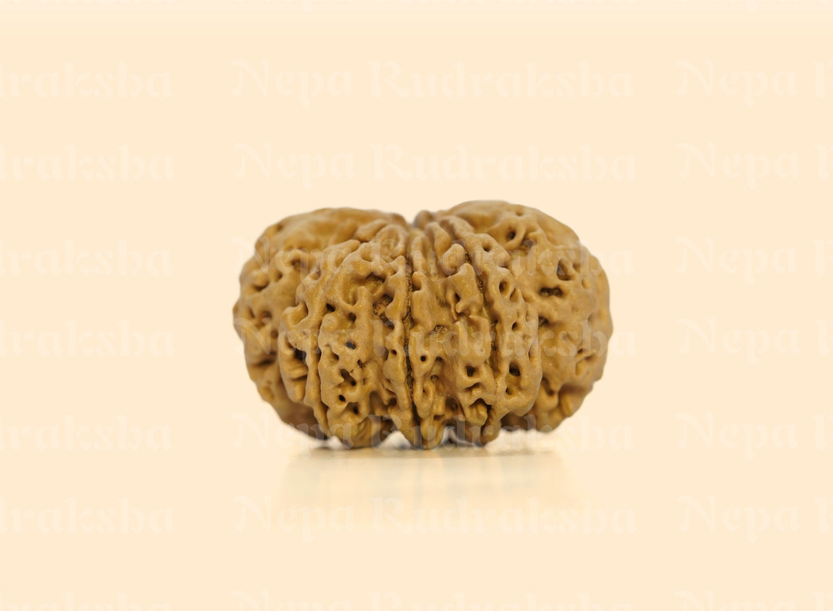 9 Mukhi (Super Collector) Rudraksha