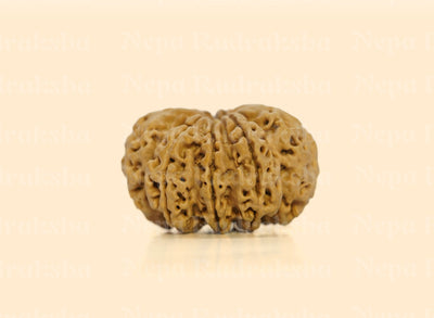 9 Mukhi (Super Collector) Rudraksha