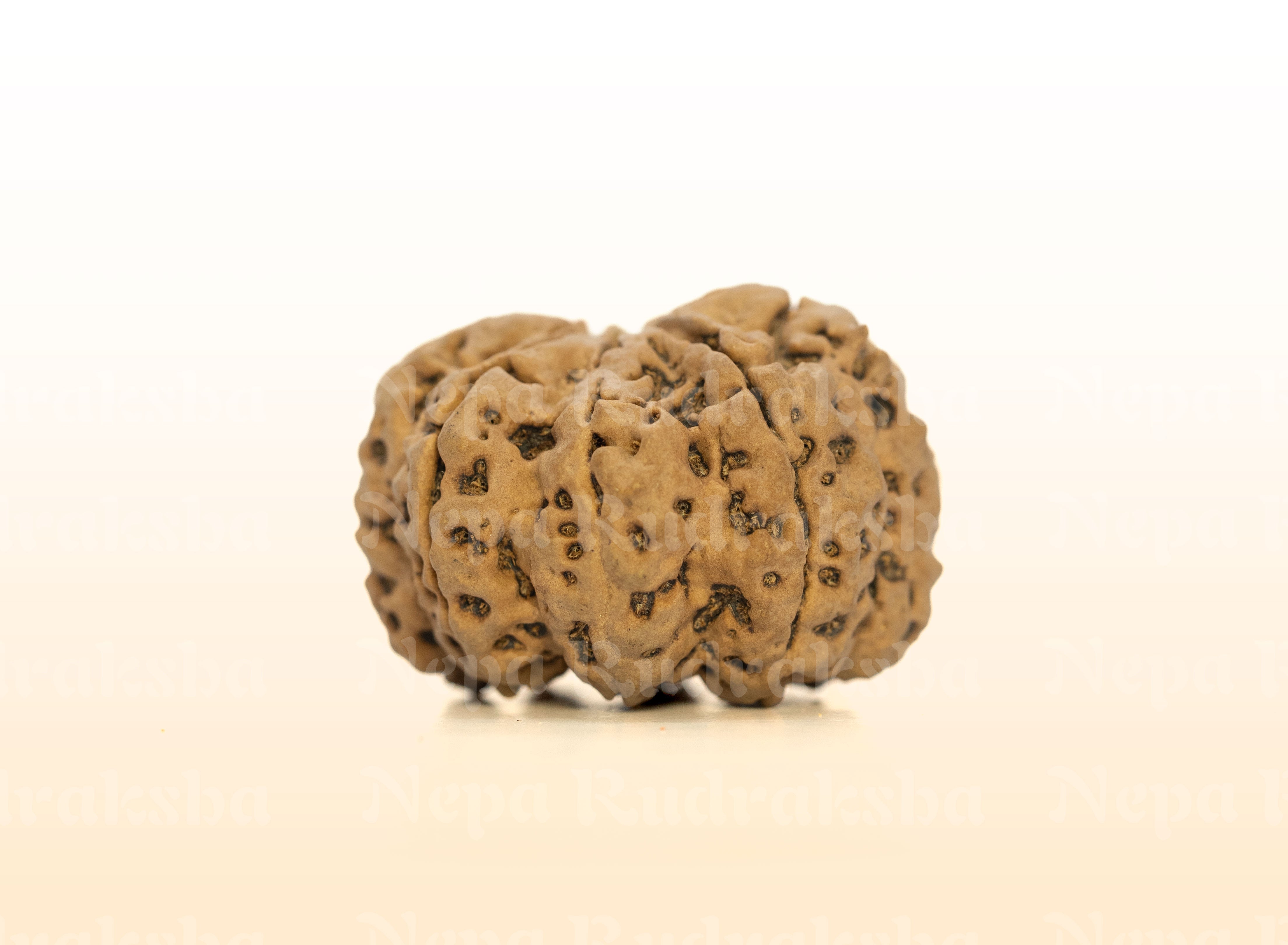 8 Mukhi (Super Collector) Rudraksha