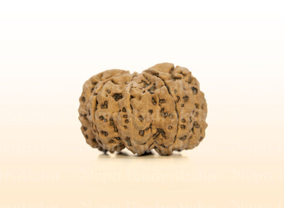 8 Mukhi (Super Collector) Rudraksha