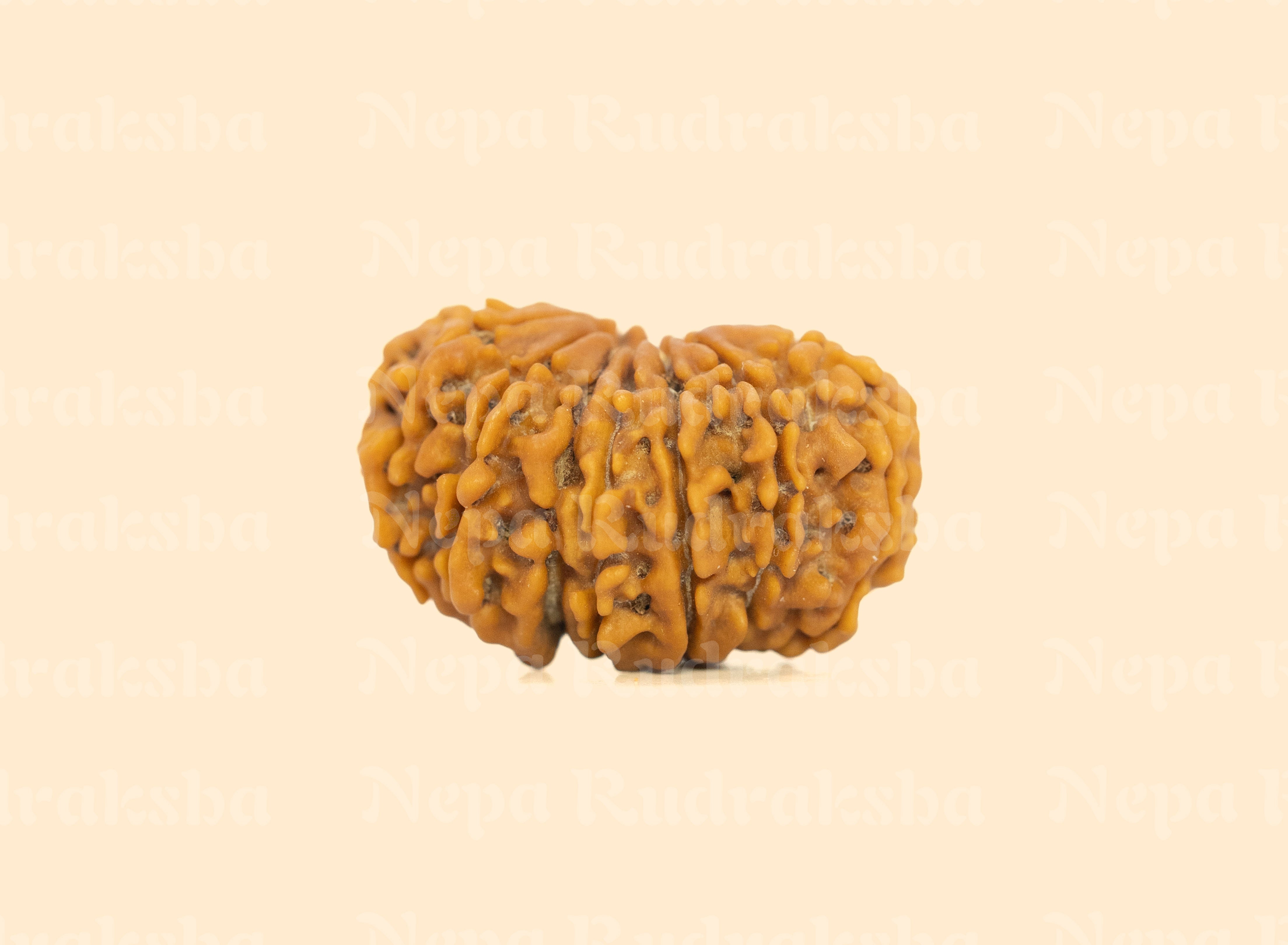 14 Mukhi (Regular)