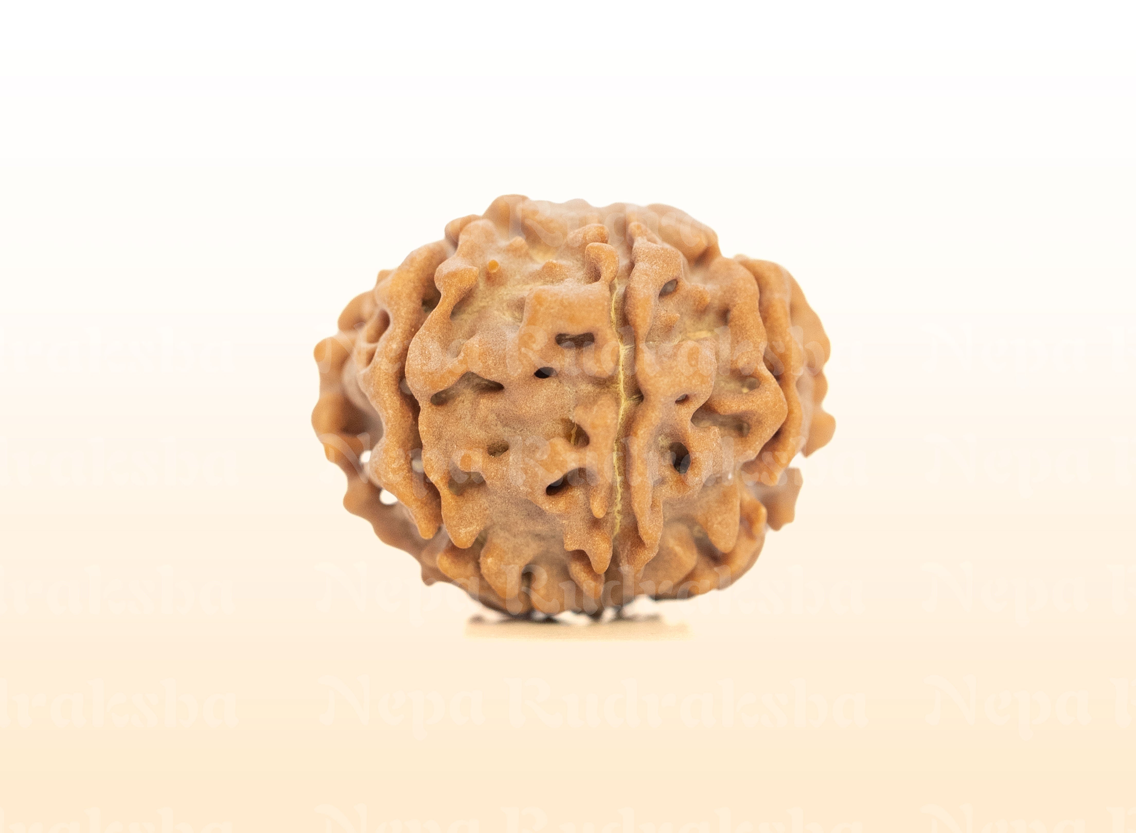 7 Mukhi (Regular) Rudraksha