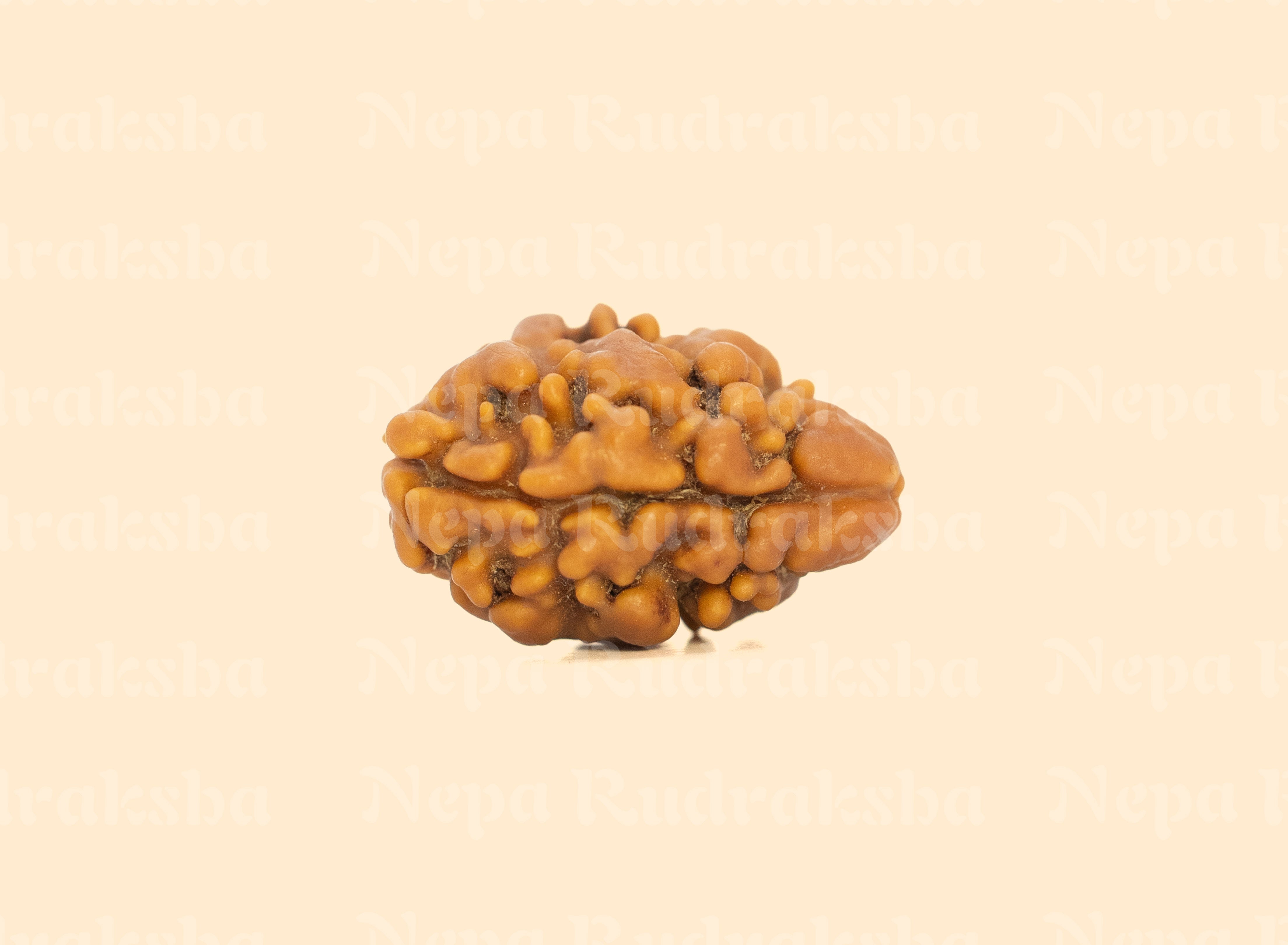2 Mukhi (Regular) Rudraksha