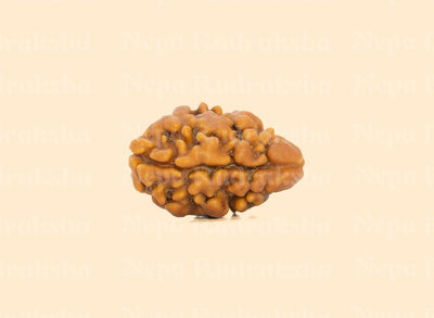 2 Mukhi (Regular) Rudraksha