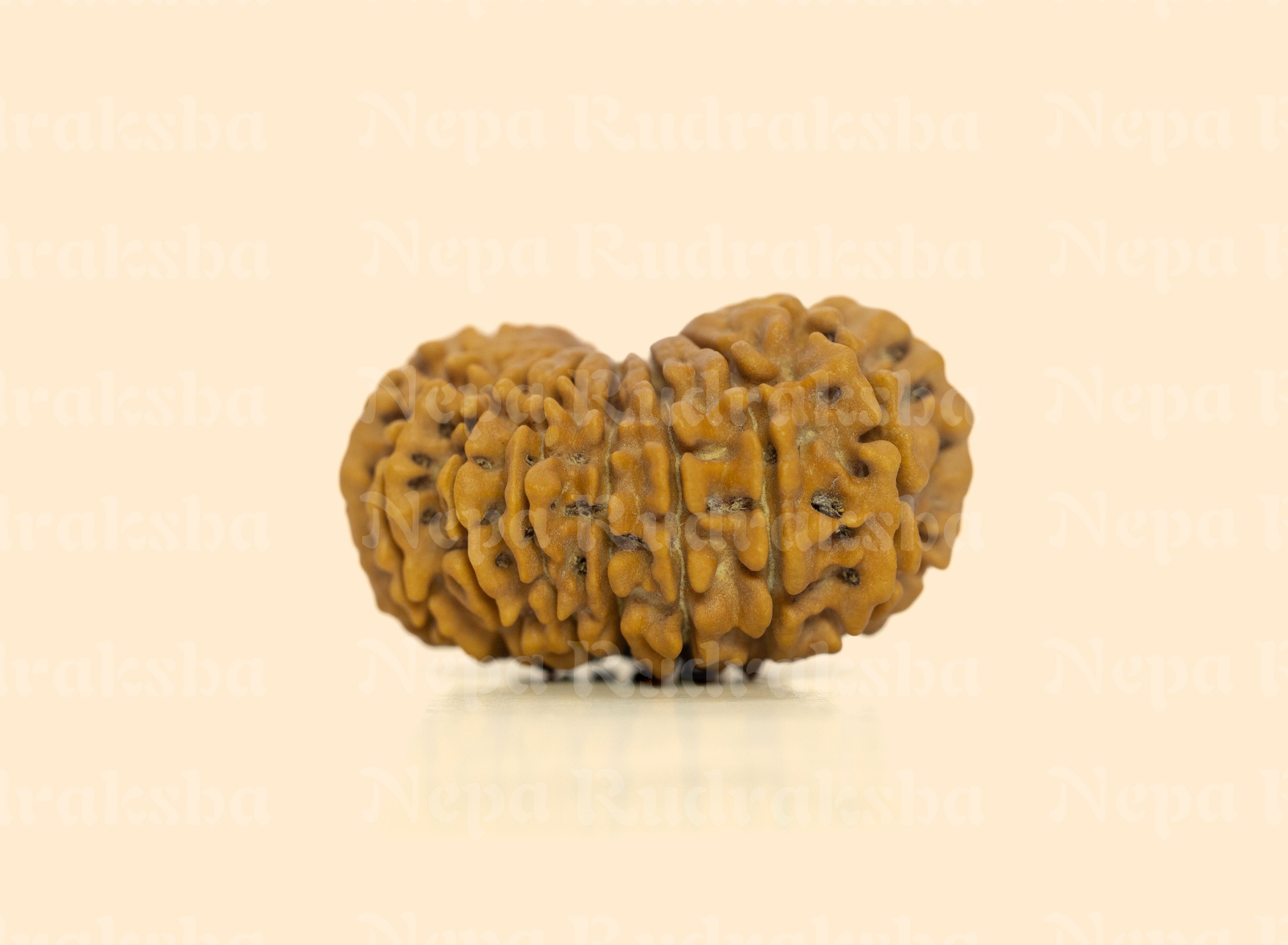 17 Mukhi (Collector) Rudraksha