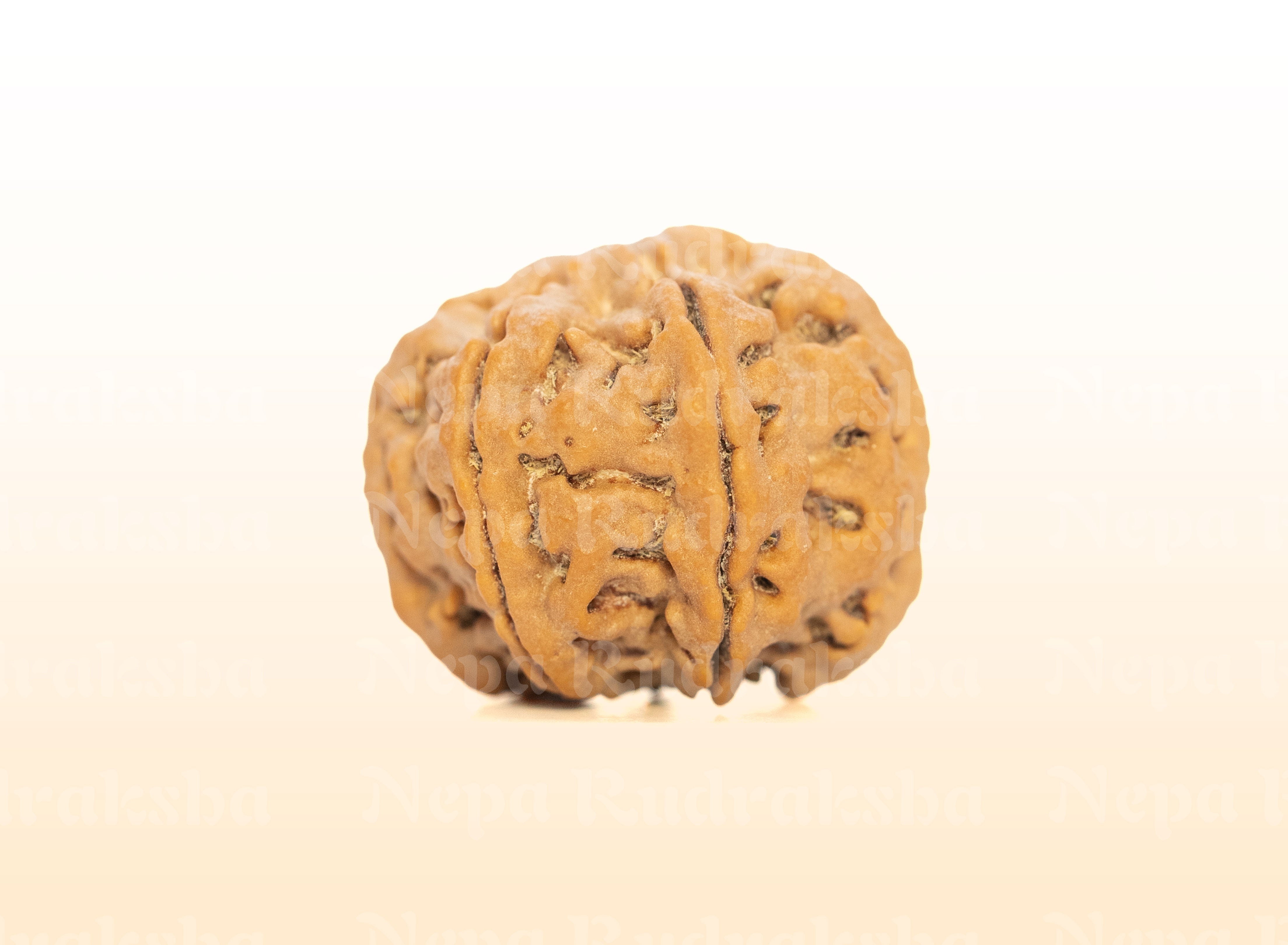 7 Mukhi (Collector) Rudraksha