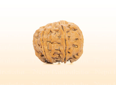 7 Mukhi (Collector) Rudraksha
