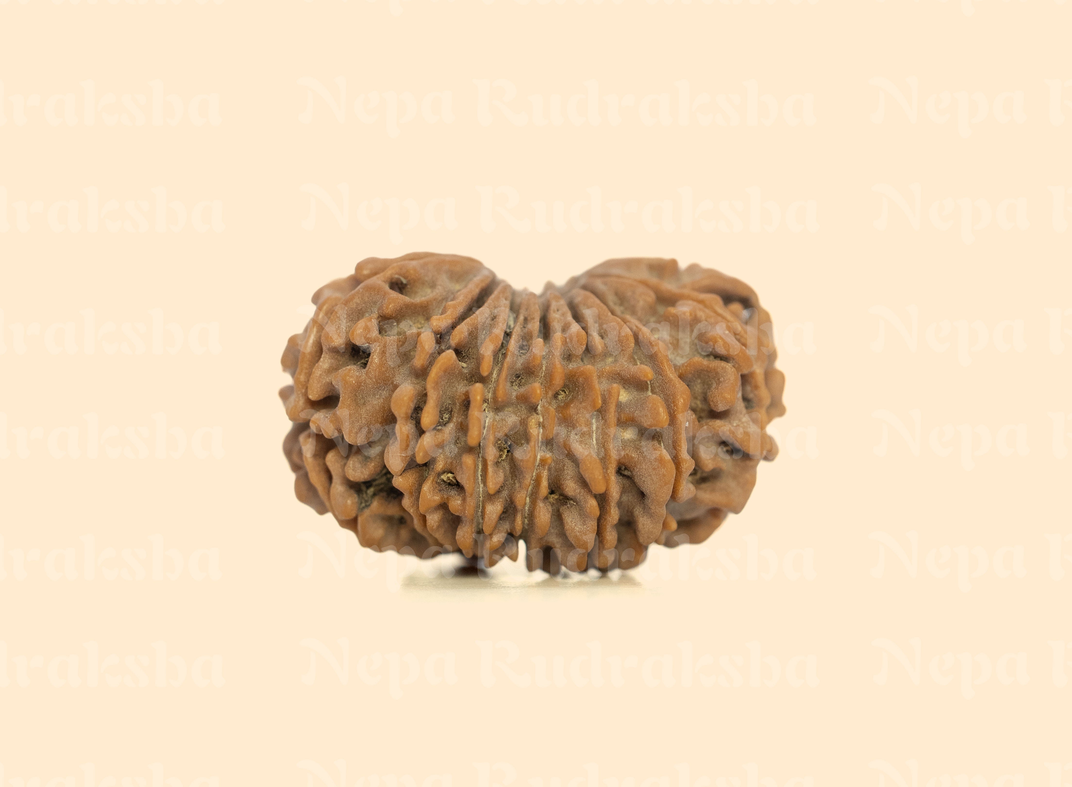 15 Mukhi (Medium) Rudraksha