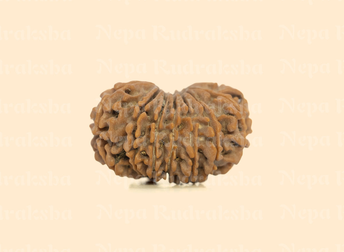 15 Mukhi (Medium) Rudraksha