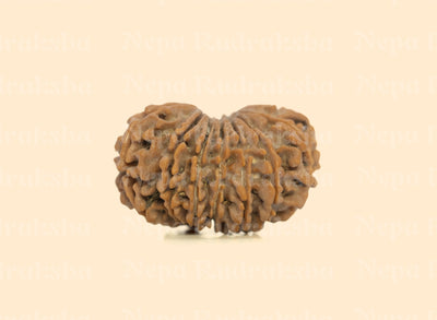 15 Mukhi (Medium) Rudraksha