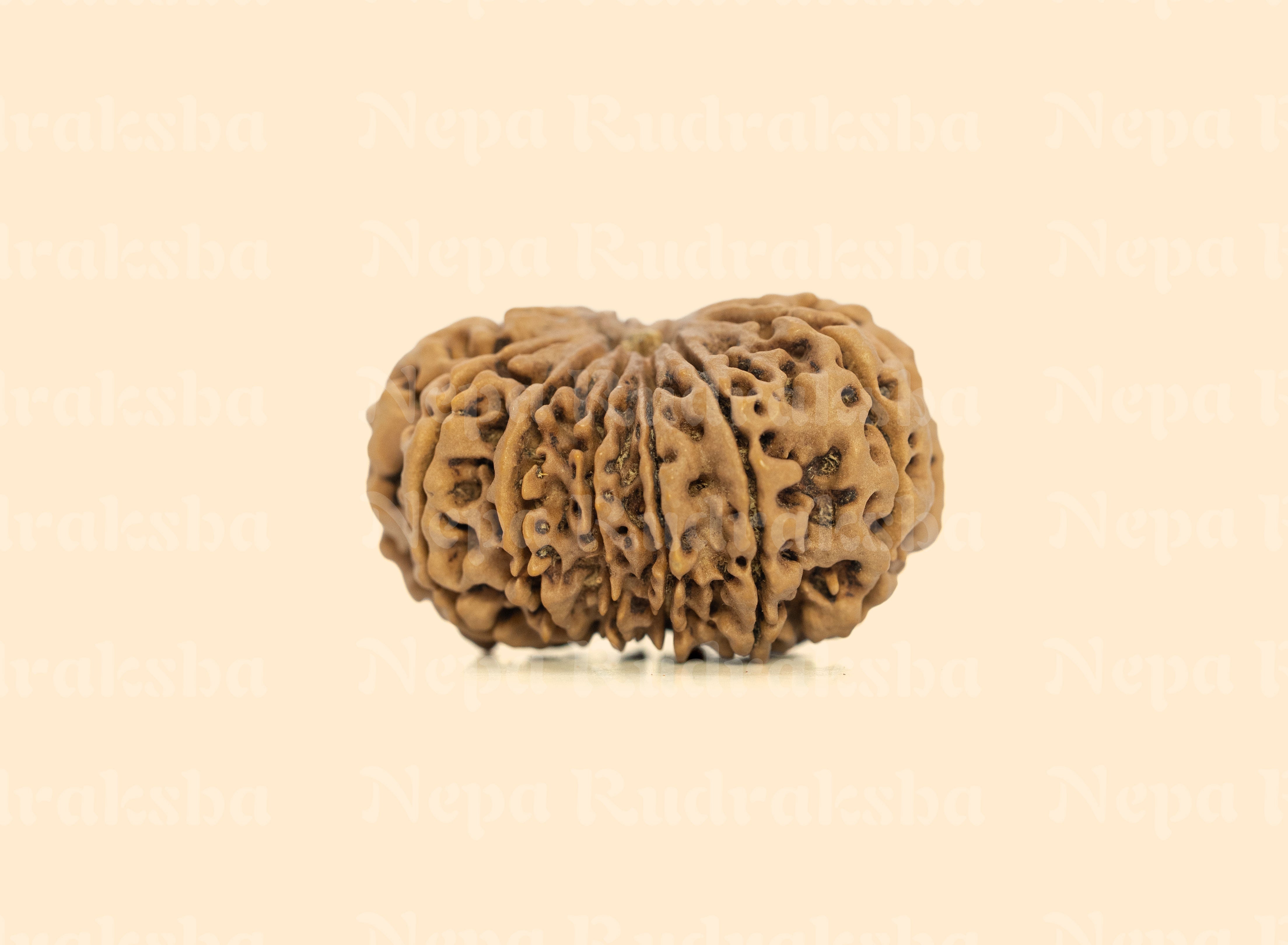 13 Mukhi (Super Collector) Rudraksha