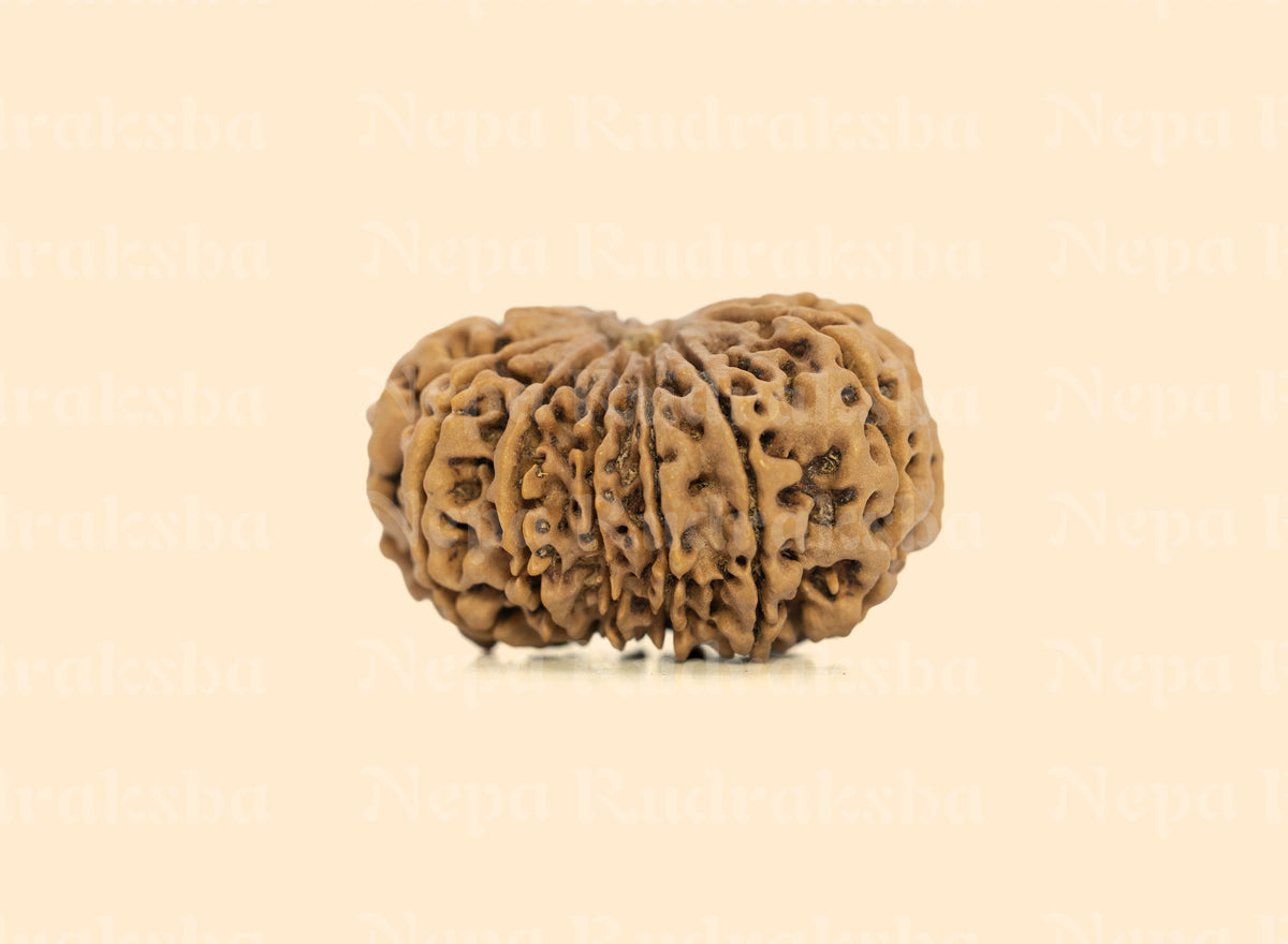 13 Mukhi (Super Collector) Rudraksha