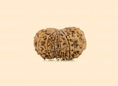 13 Mukhi (Super Collector) Rudraksha