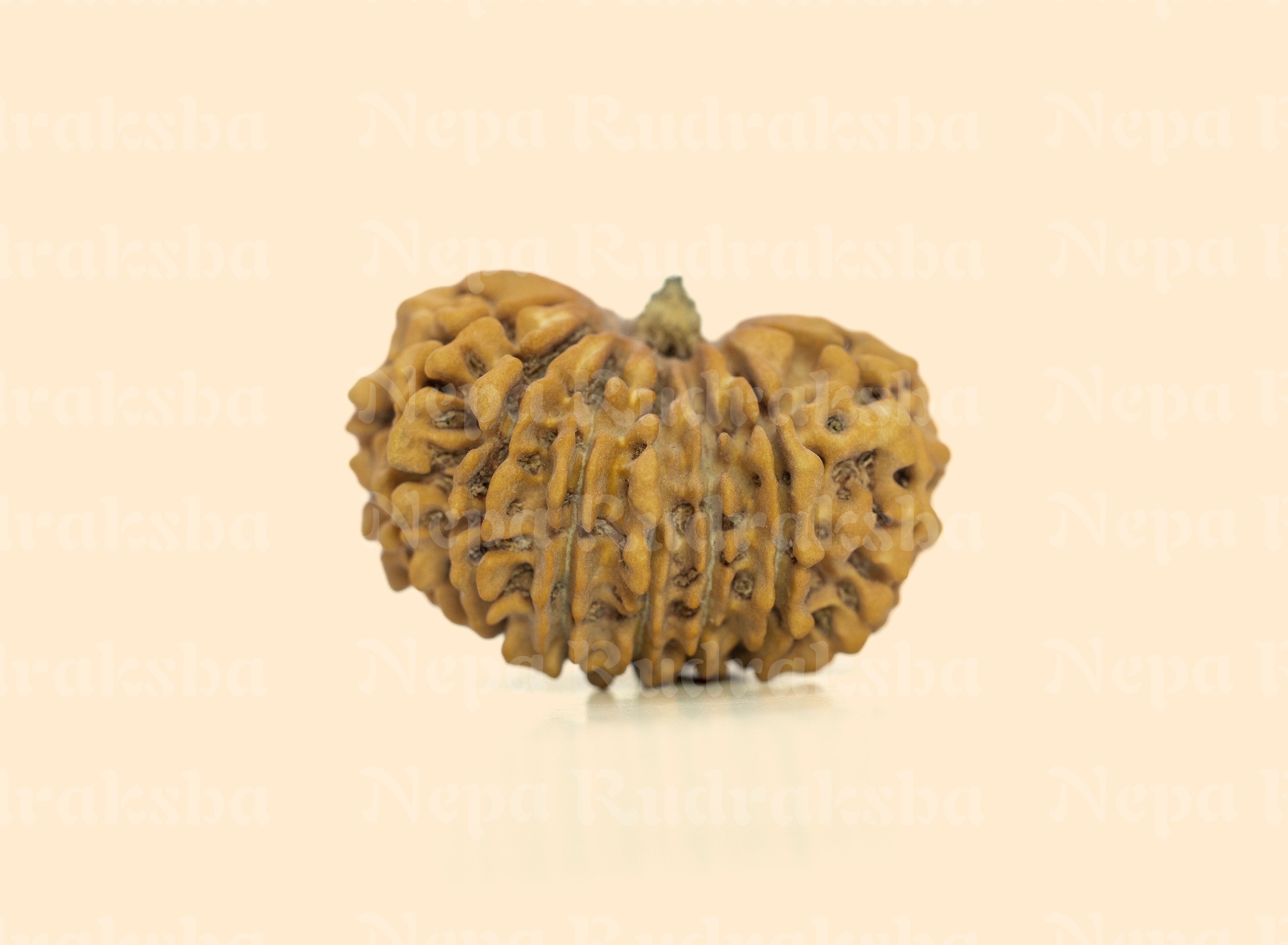 15 Mukhi (Collector)