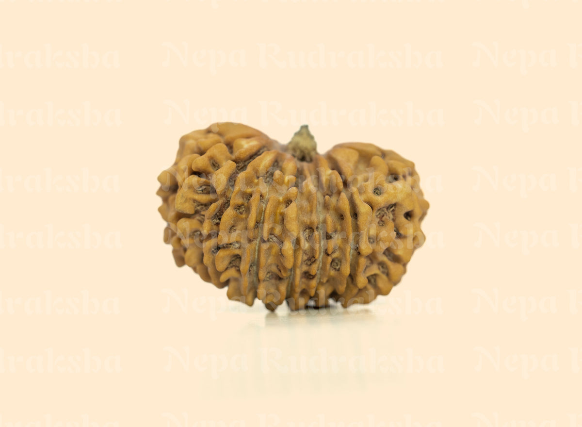 15 Mukhi (Collector)