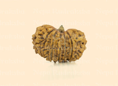 15 Mukhi (Collector)