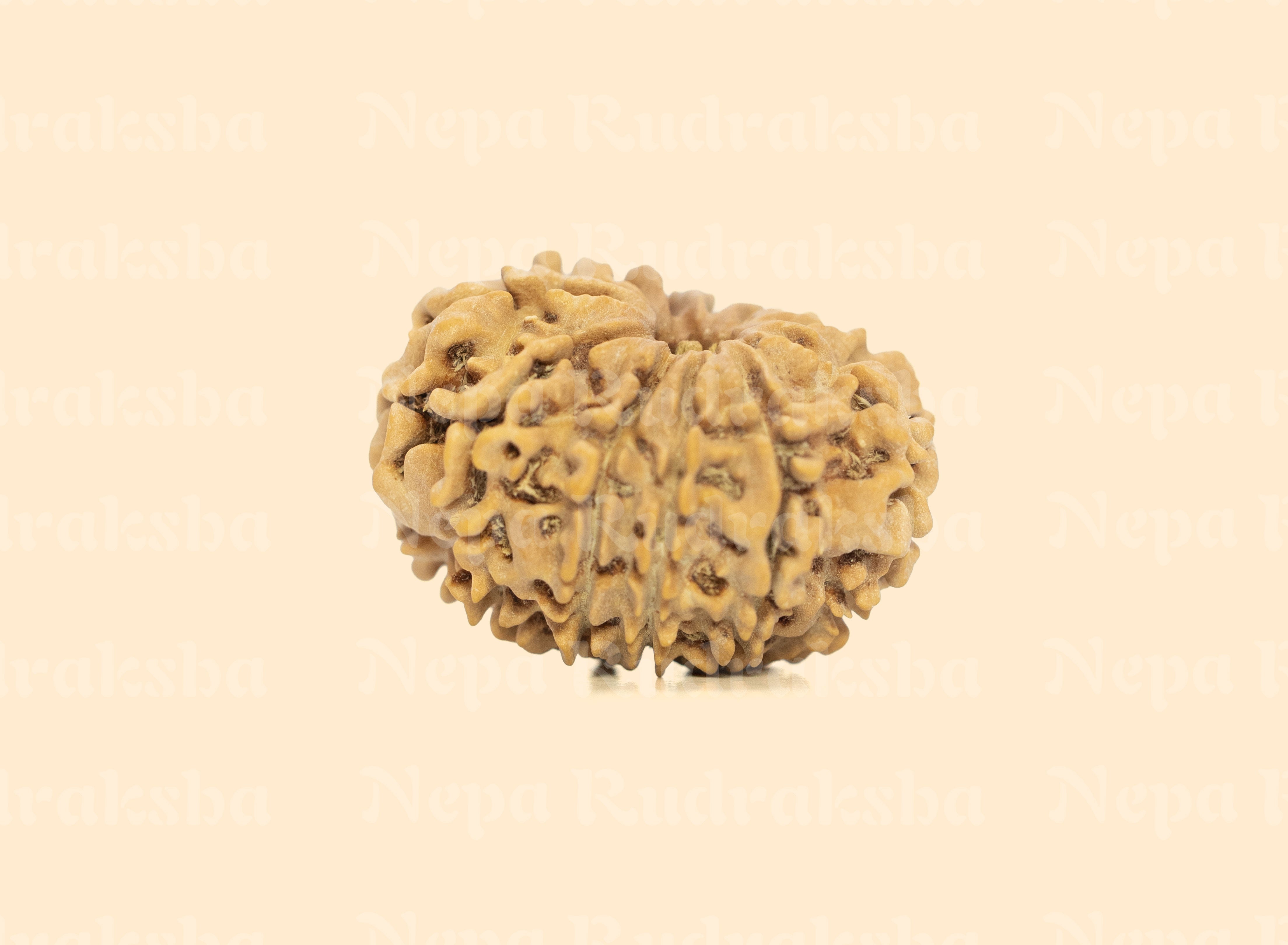 11 Mukhi (Medium) Rudraksha