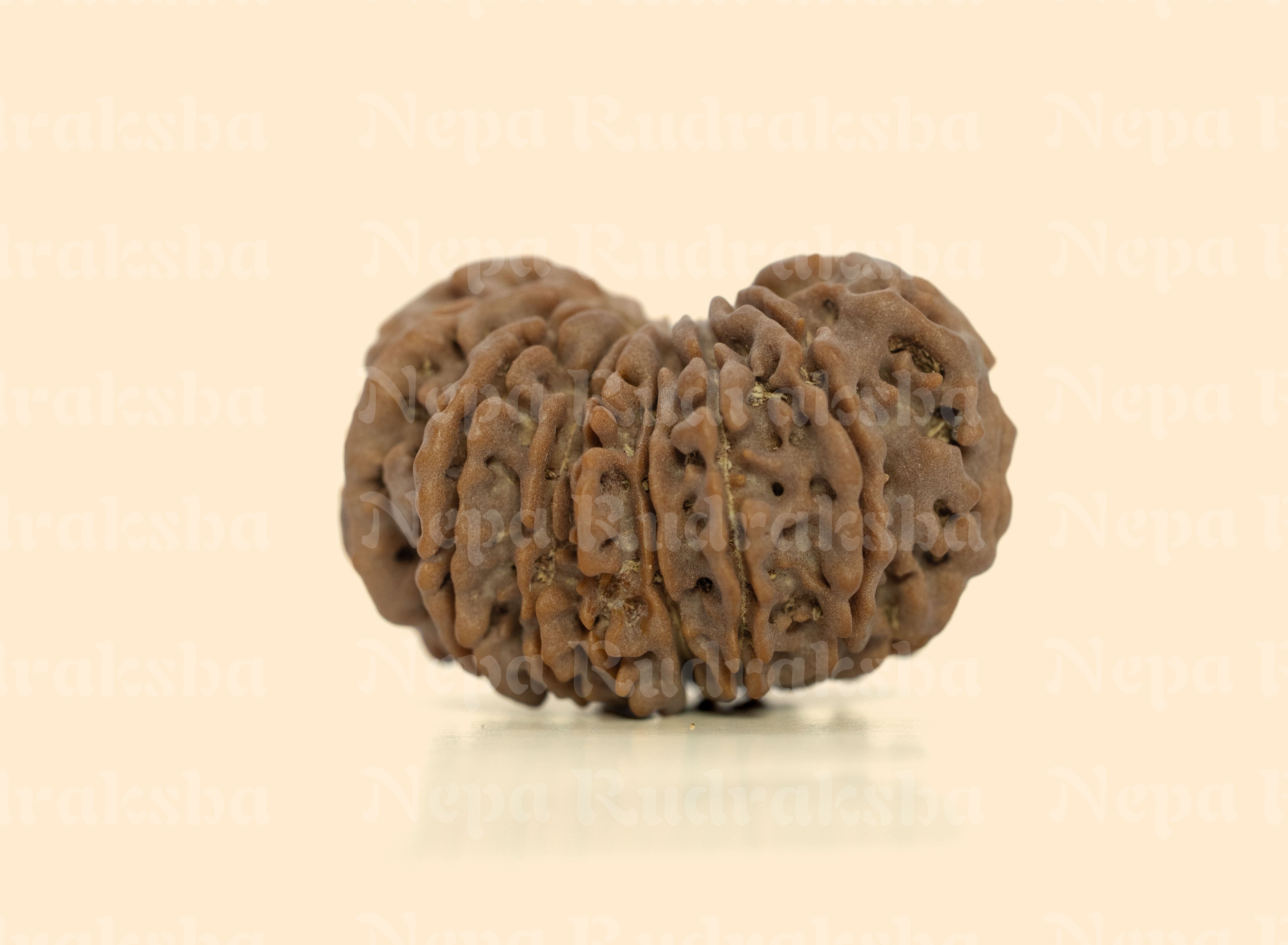 16 Mukhi (Super Collector) Rudraksha