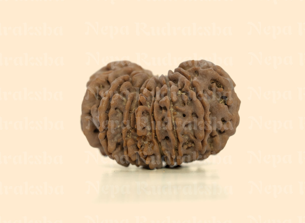 16 Mukhi (Super Collector) Rudraksha