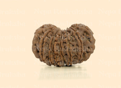 16 Mukhi (Super Collector) Rudraksha
