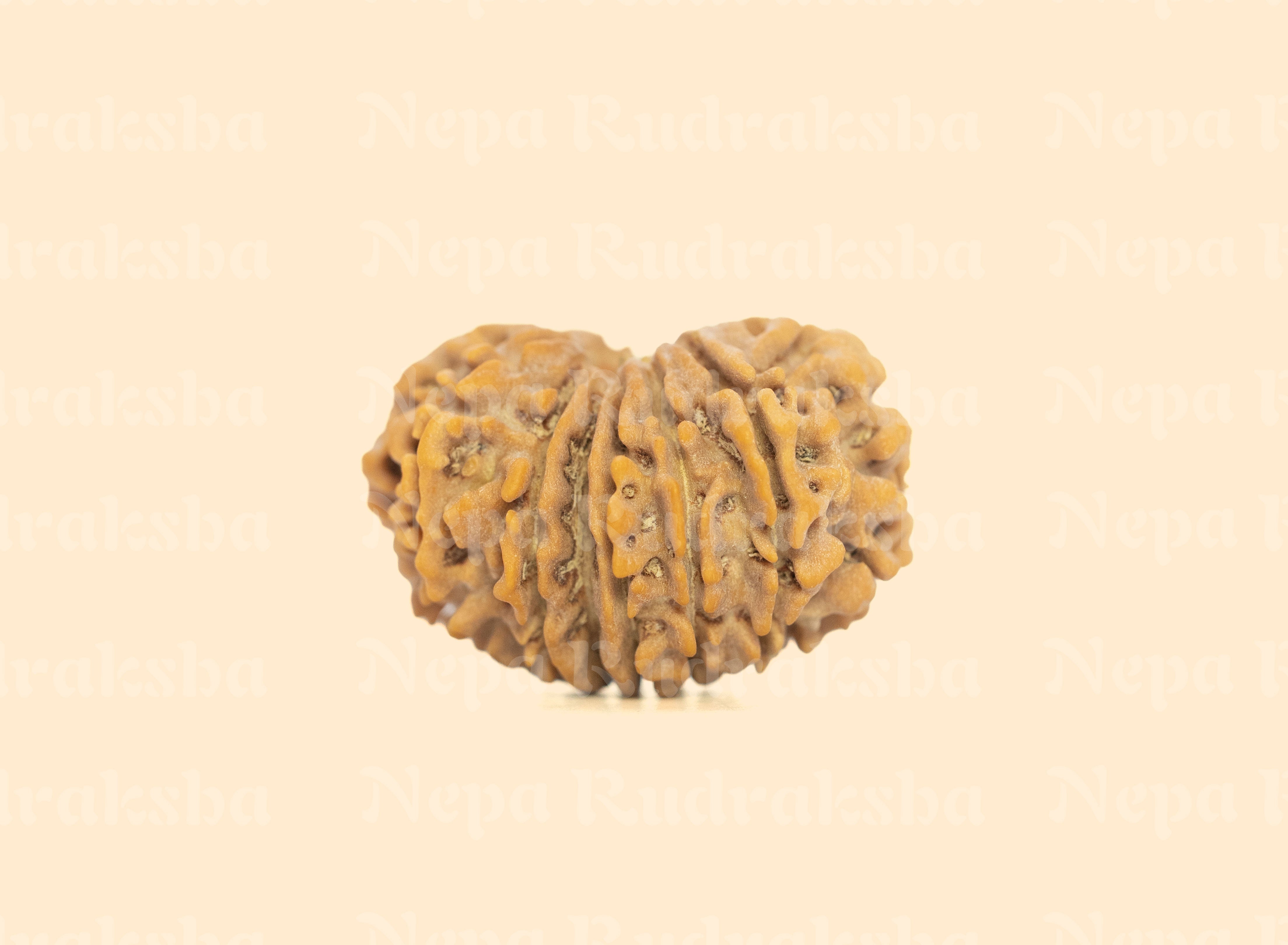 14 Mukhi (Medium) Rudraksha