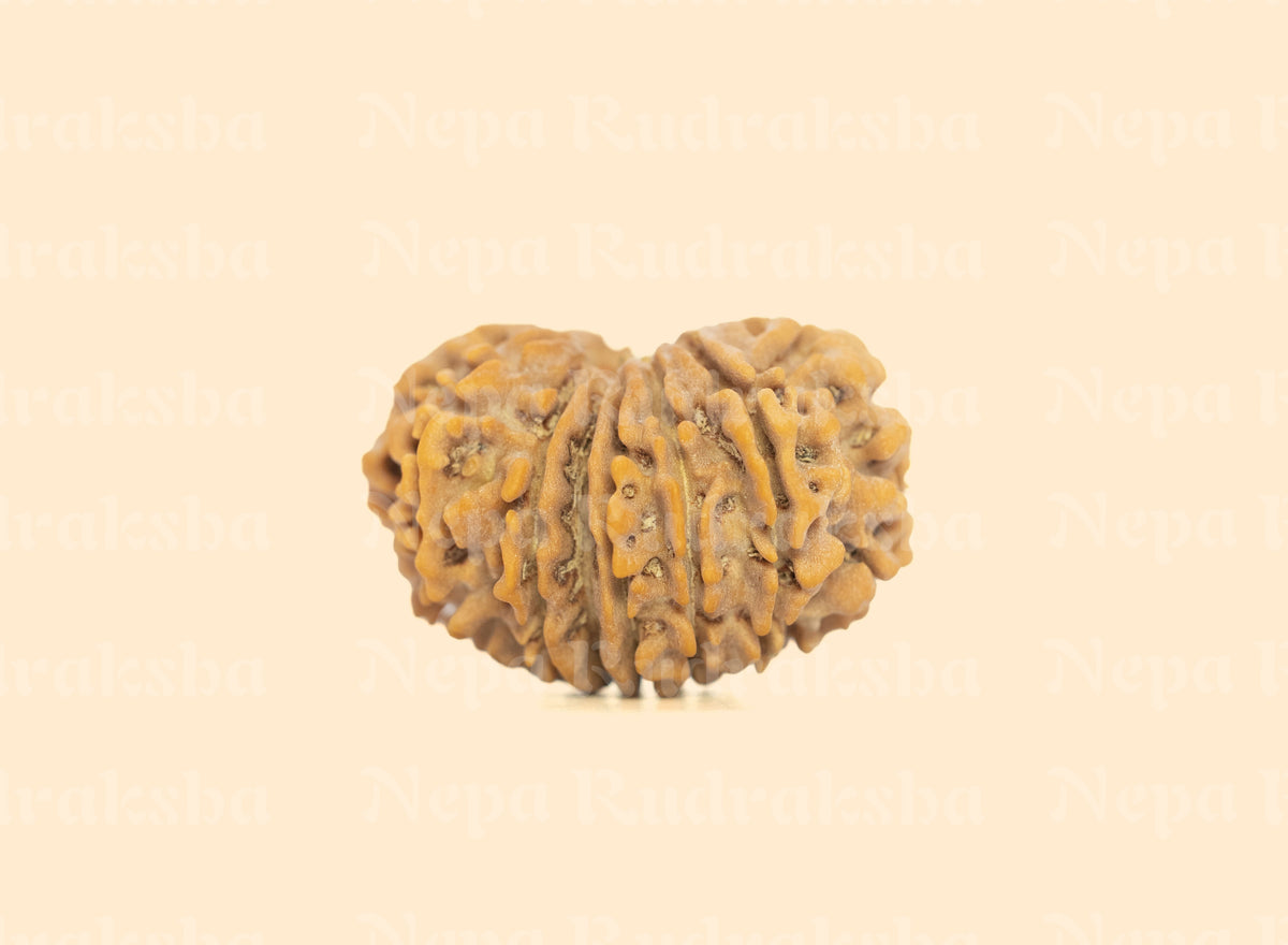 14 Mukhi Rudraksha