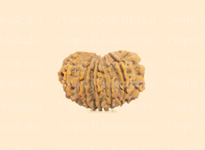 14 Mukhi Rudraksha