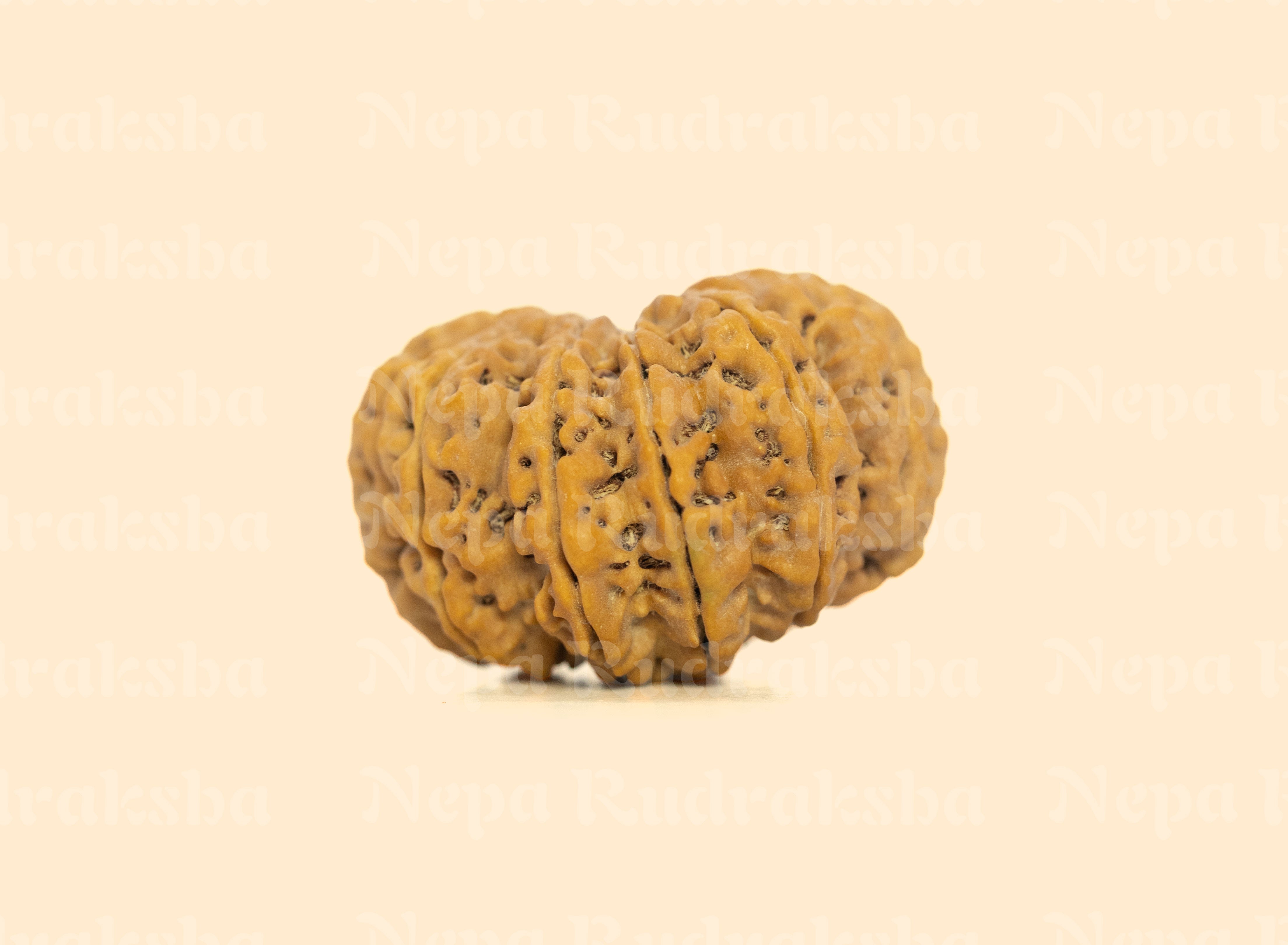 11 Mukhi (Super Collector) Rudraksha