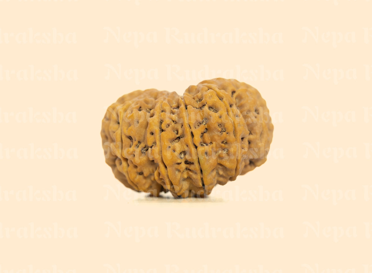 11 Mukhi (Super Collector) Rudraksha