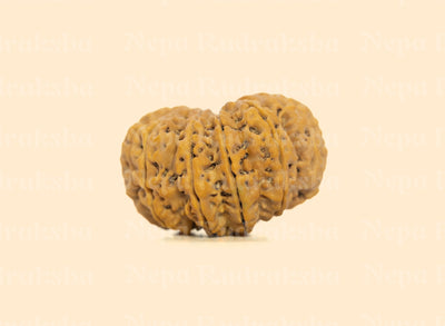 11 Mukhi (Super Collector) Rudraksha