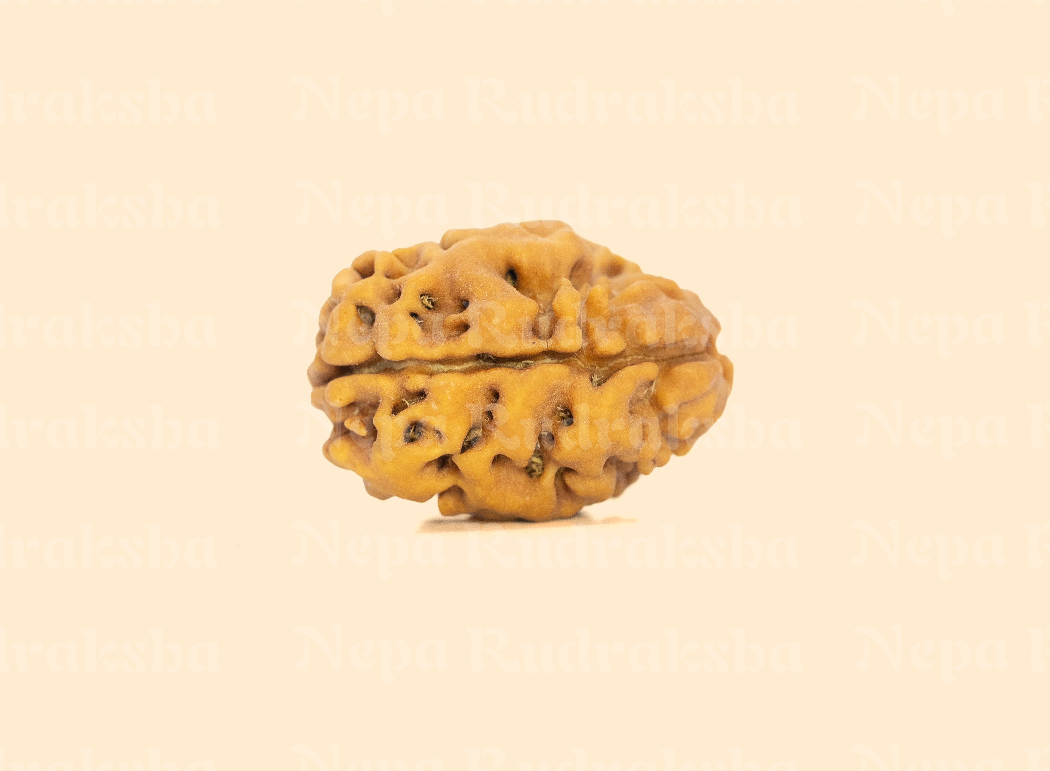 2 Mukhi (Super Collector) Rudraksha