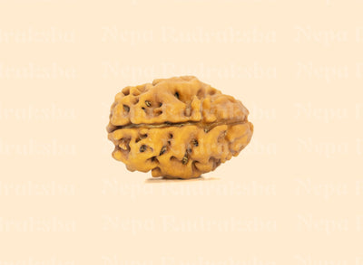 2 Mukhi (Super Collector) Rudraksha