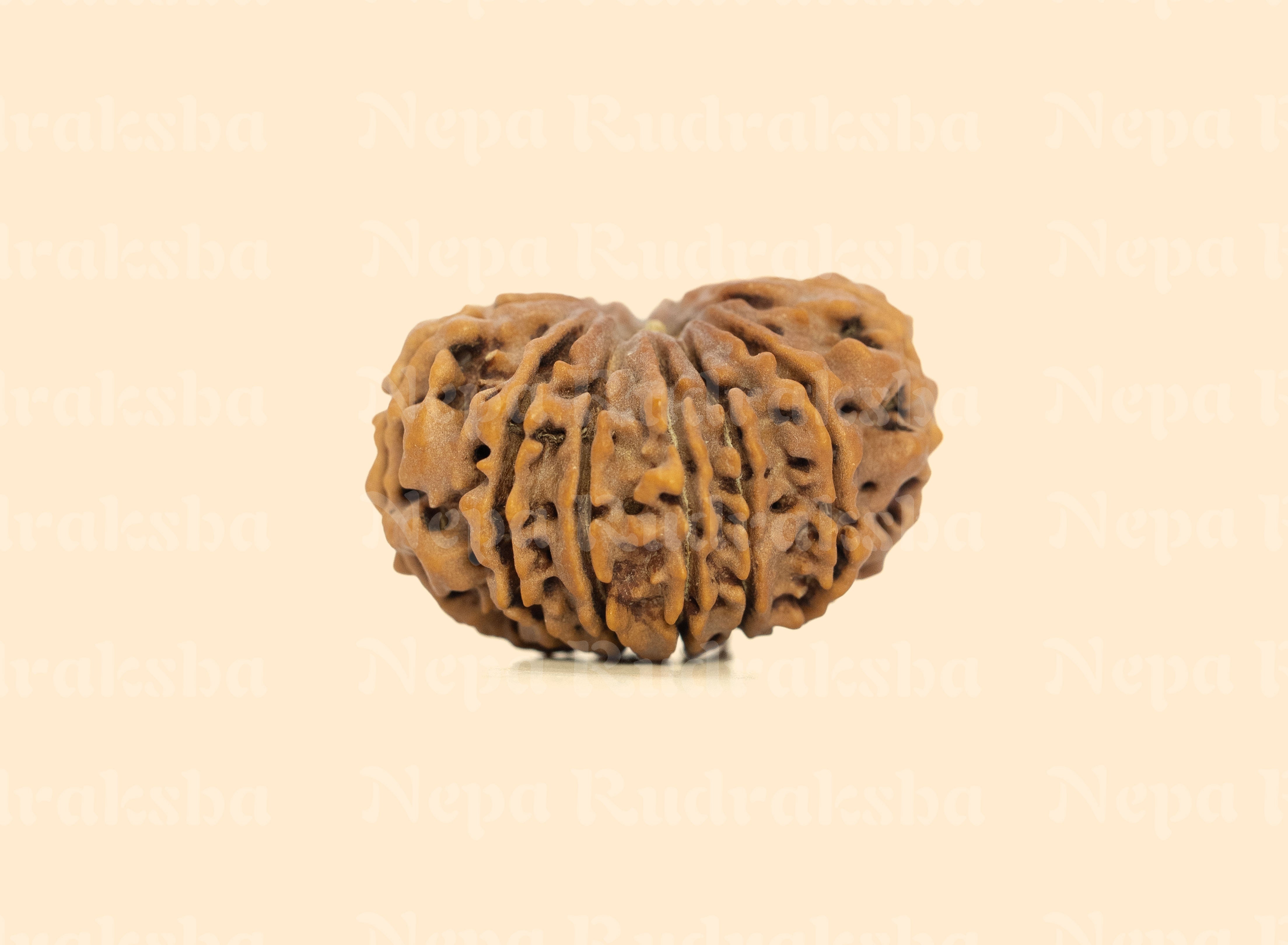 12 Mukhi (Medium) Rudraksha