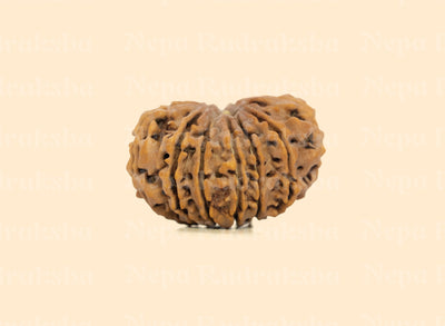 12 Mukhi Rudraksha