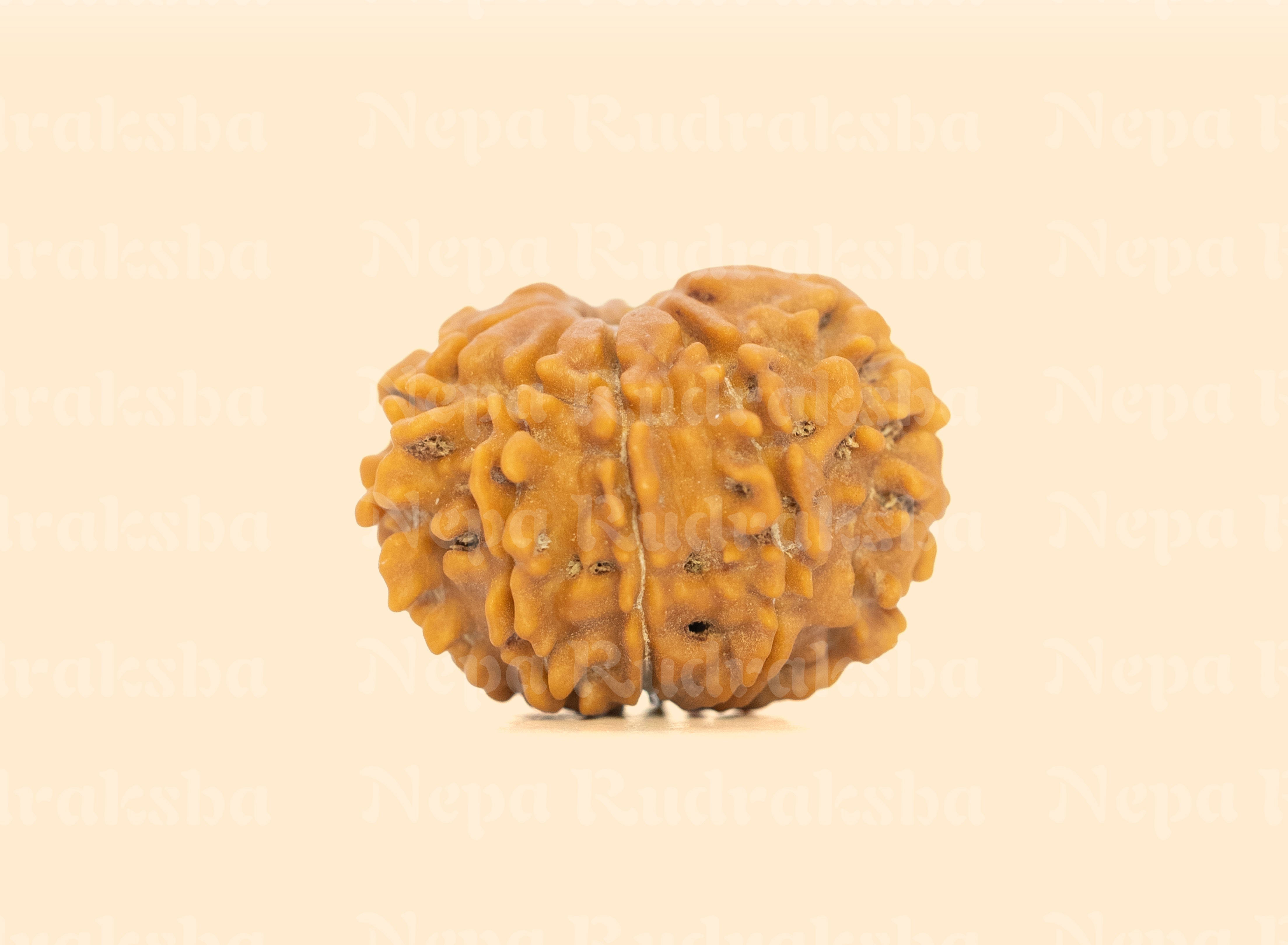 9 Mukhi (Regular) Rudraksha