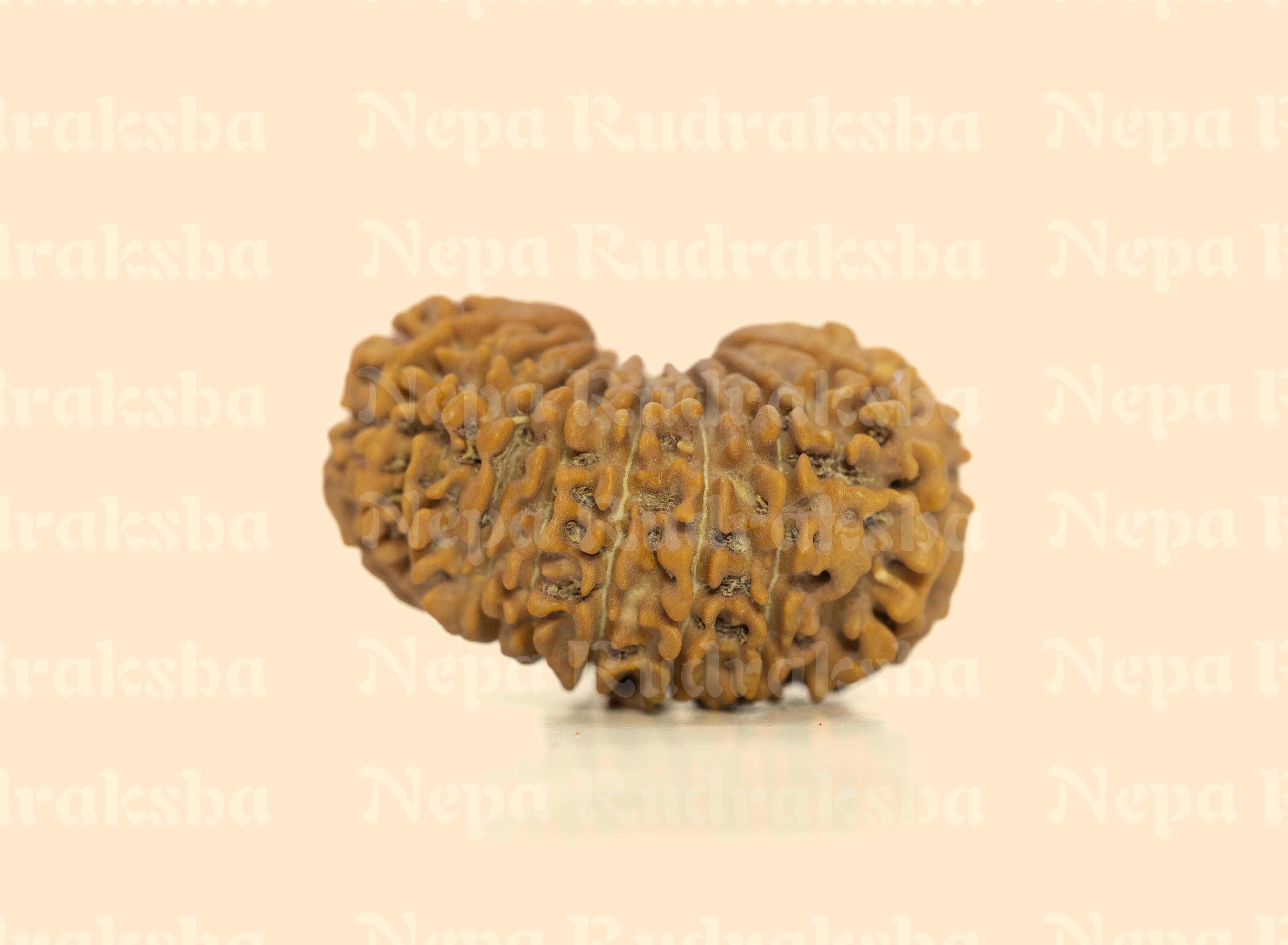 17 Mukhi (Super Collector) Rudraksha