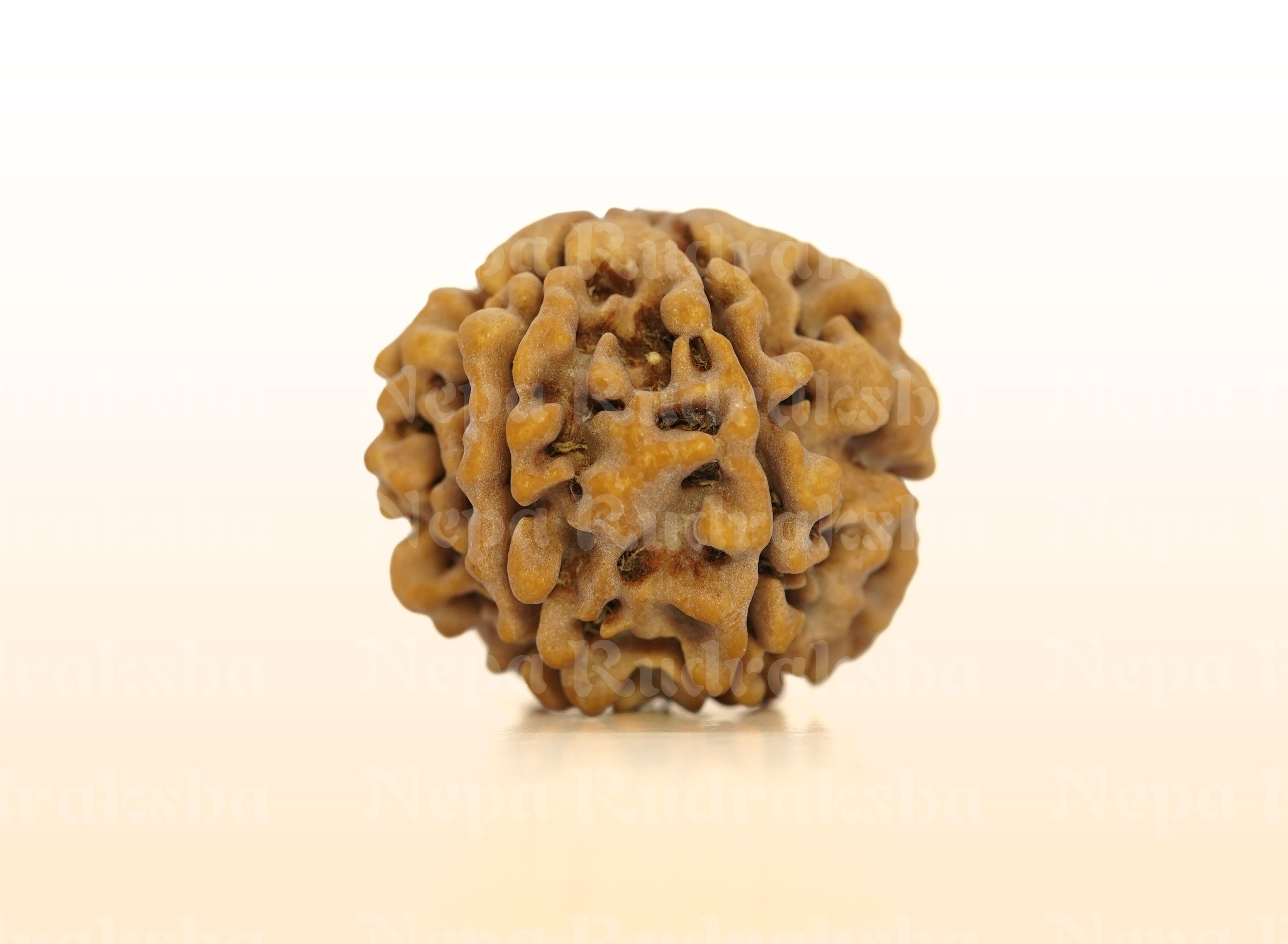 7 Mukhi (Super Collector) Rudraksha