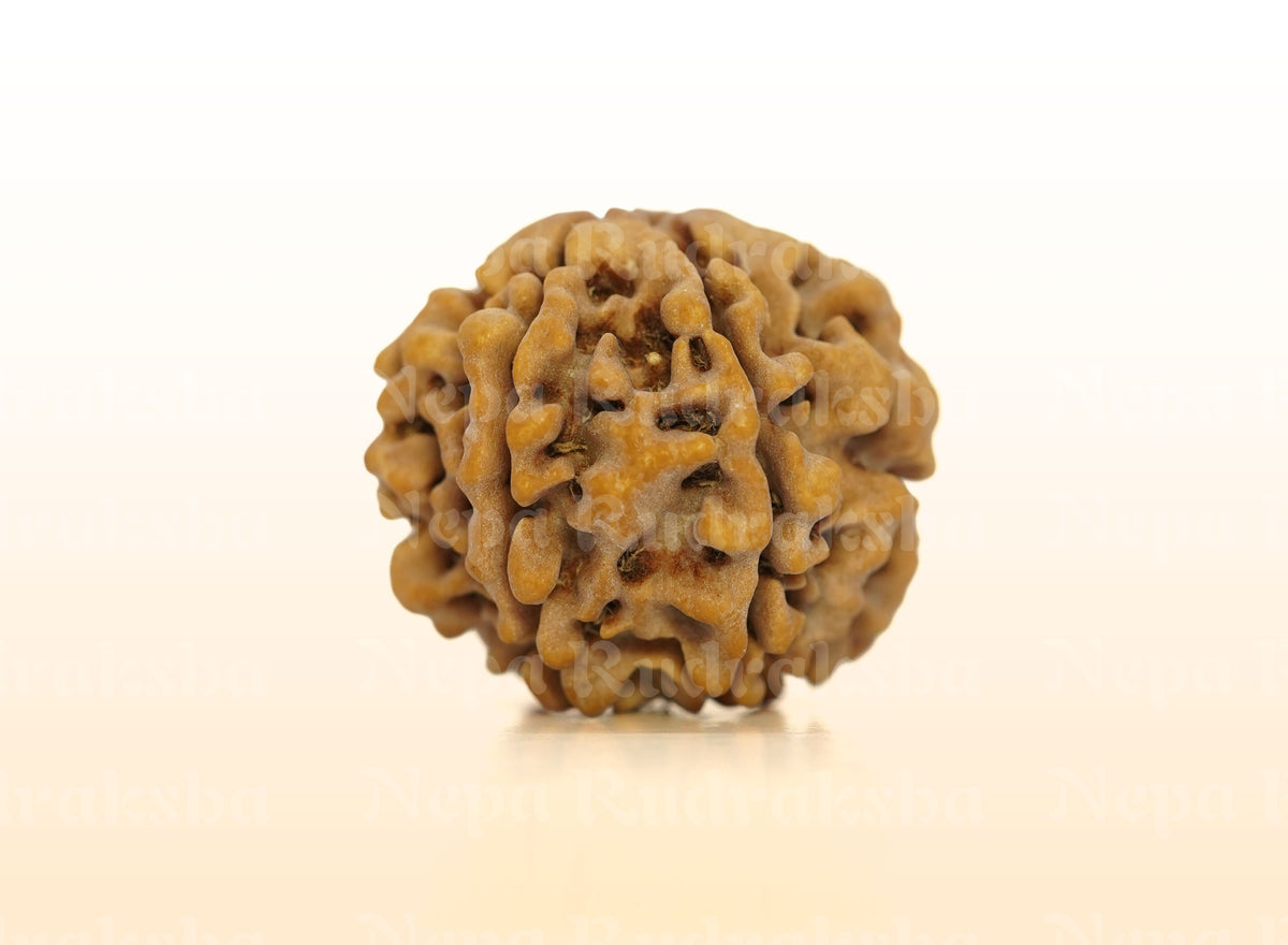 7 Mukhi (Super Collector) Rudraksha