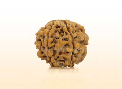 7 Mukhi (Super Collector) Rudraksha