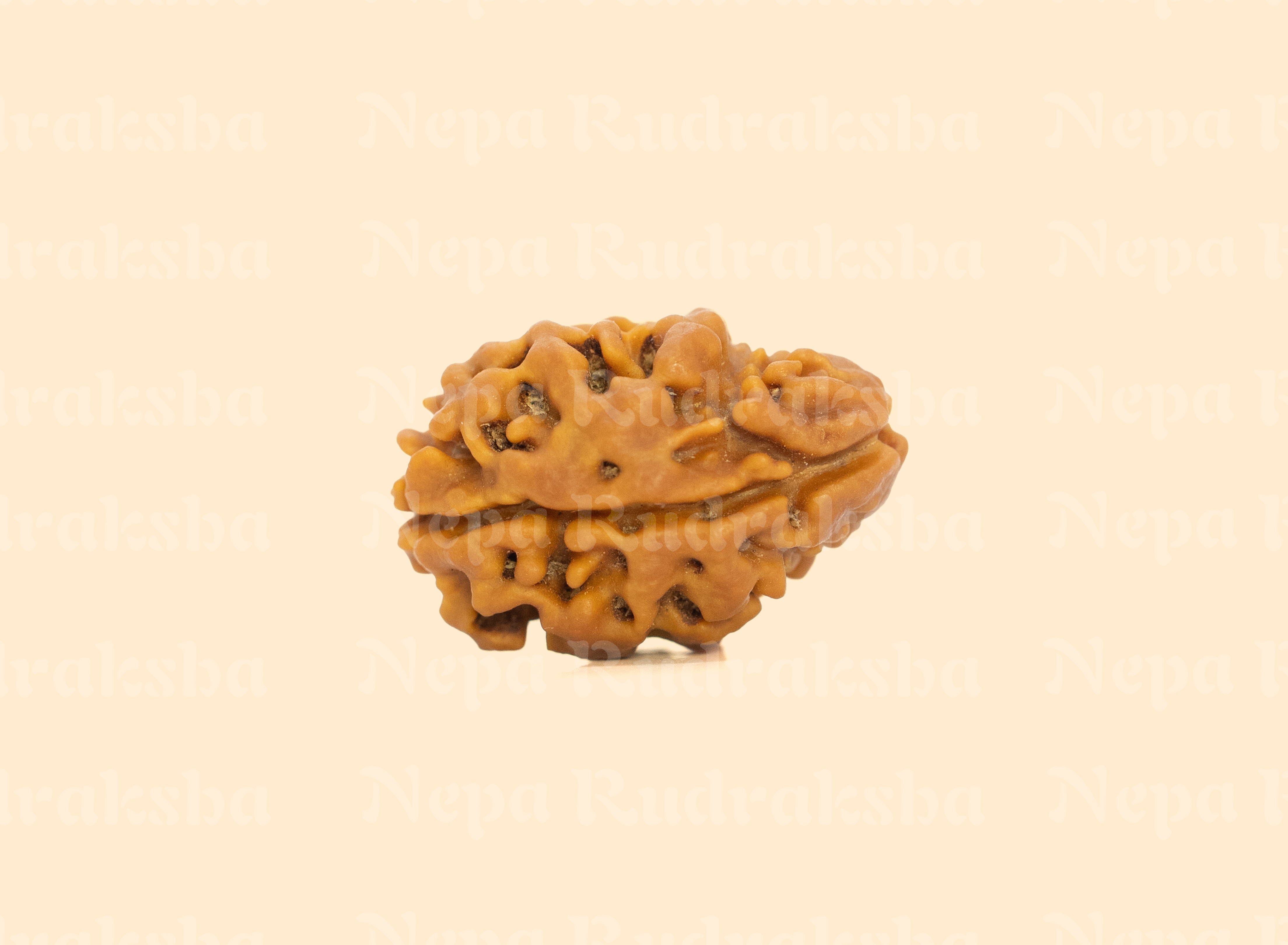 2 Mukhi (Medium) Rudraksha