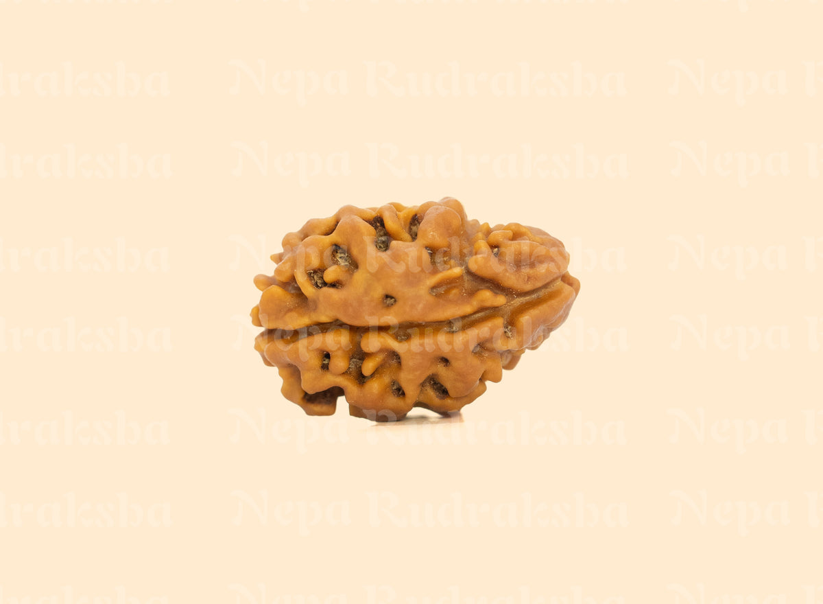 2 Mukhi Rudraksha