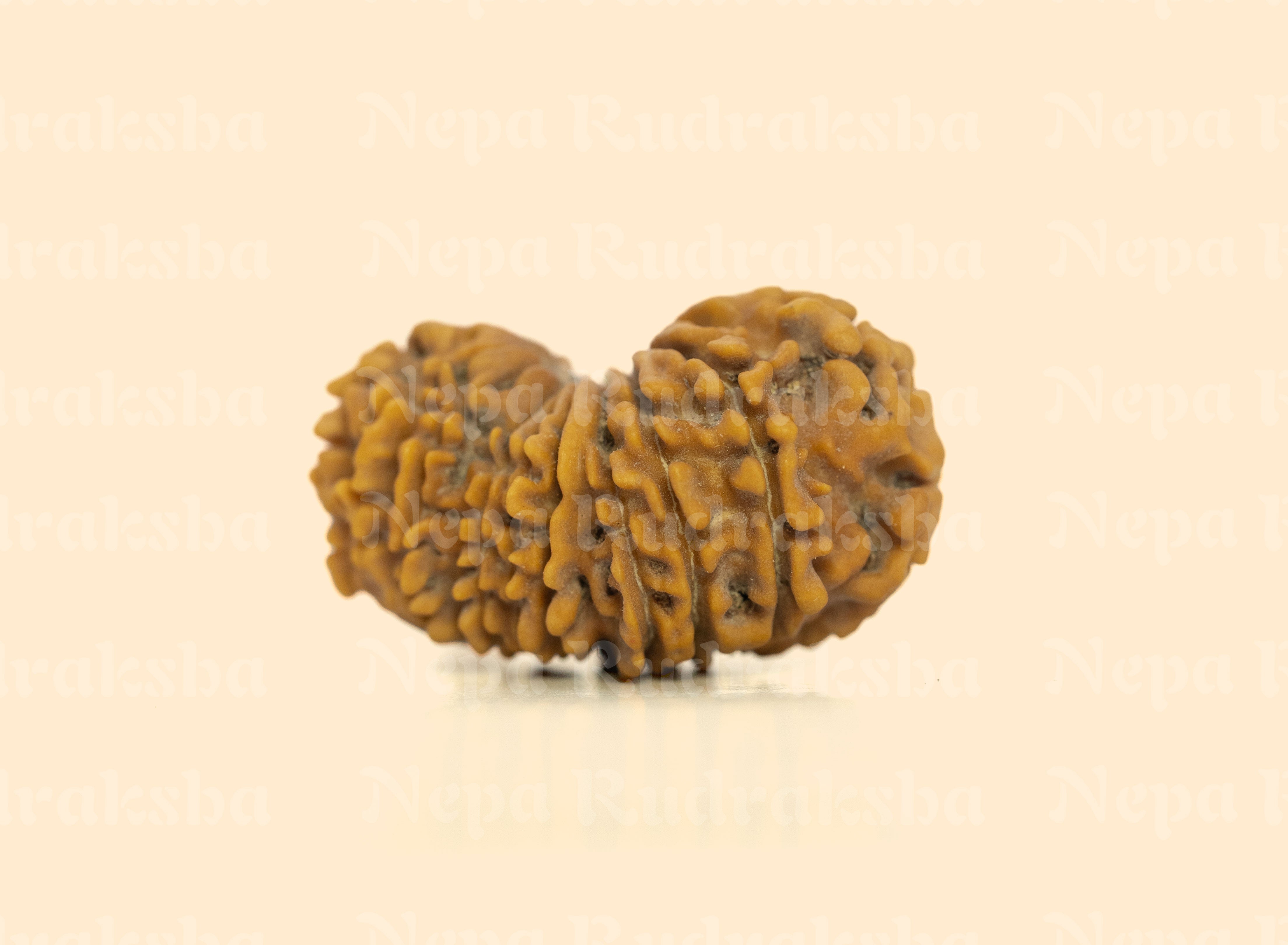 18 Mukhi Rudraksha