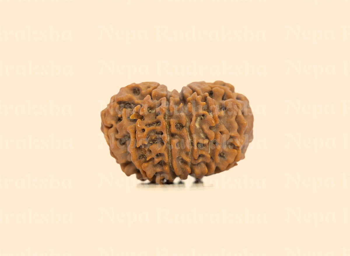 12 Mukhi (Collector) Rudraksha