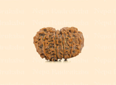 12 Mukhi (Collector) Rudraksha