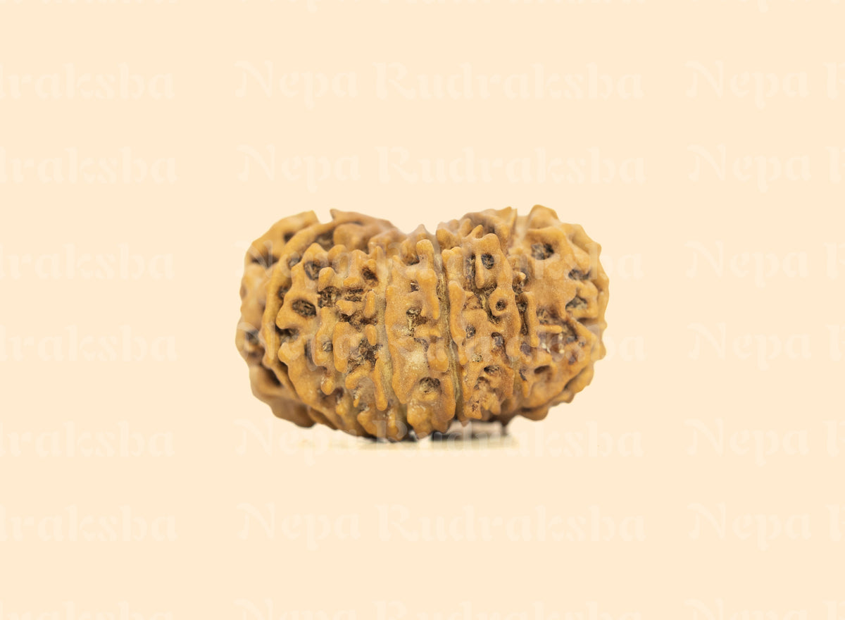 13 Mukhi (Collector) Rudraksha
